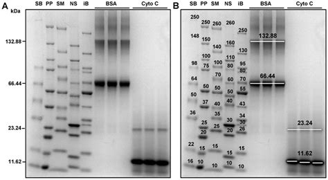 Protein ladder western blot bio rad - sharedsere