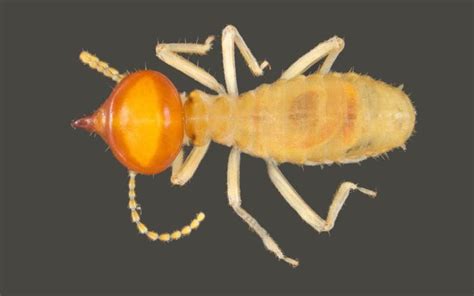 Australian Termite Identification Guide Pest Ex