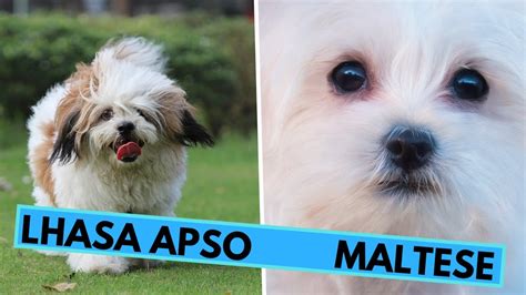 Maltese Vs Lhasa Apso Breed Comparison Differences And Similarities