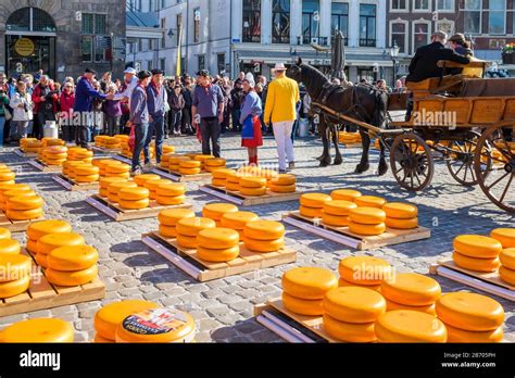 Netherlands, South Holland, Gouda. Cheese market on Markt square in ...