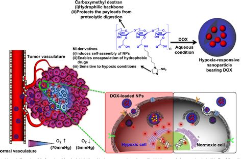 Figure 1 From Hypoxia Responsive Polymeric Nanoparticles For Tumor