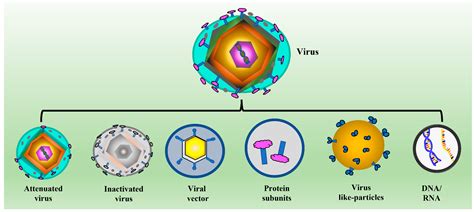 Vaccines Free Full Text Yeast Based Virus Like Particles As An Emerging Platform For Vaccine