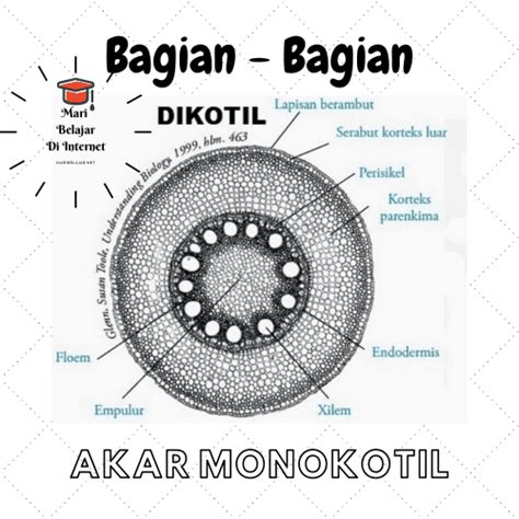 Detail Gambar Dan Bagian Akar Monokotil Koleksi Nomer 3