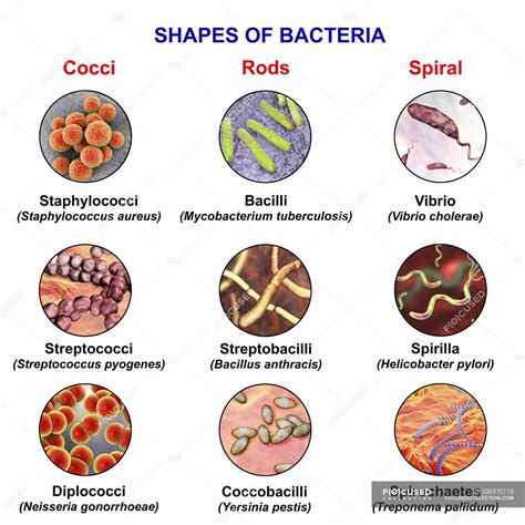 Types Of Bacteria Shapes