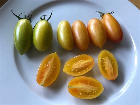 Tomato Spotlight Blush