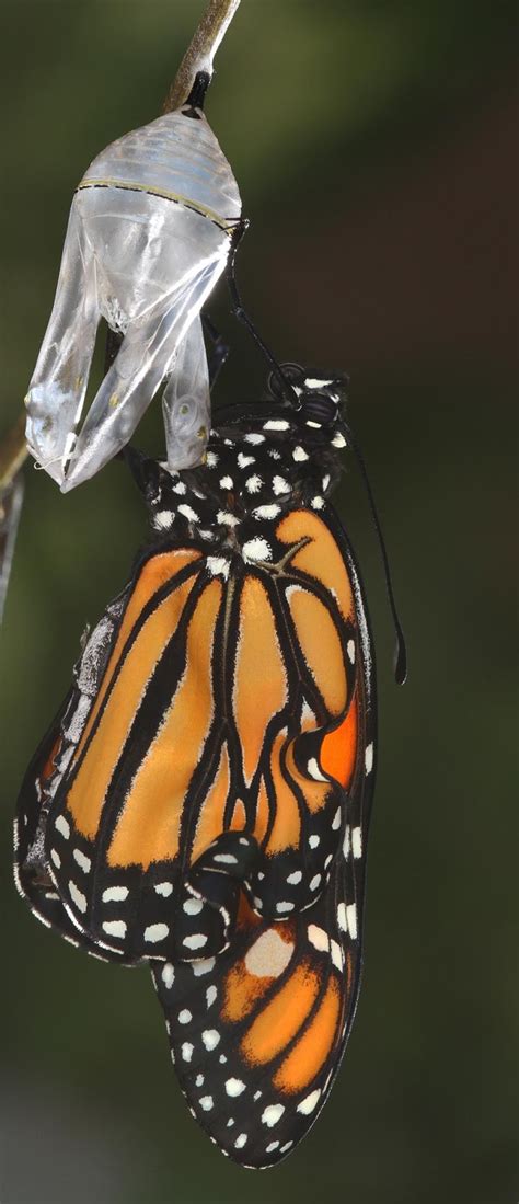 All Of Nature Monarch Butterfly Emerging From Chrysalis