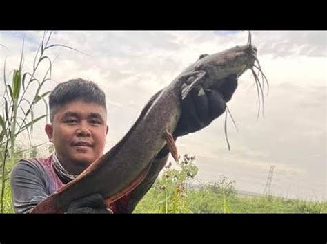 Unique Cast Net Fishing Man Catching Giant Catfish In River Incredible