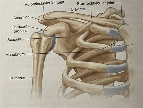 The Pectoral Girdle And Upper Limb Right Upper Limb Anterior View Diagram Pectoral Girdle Mi