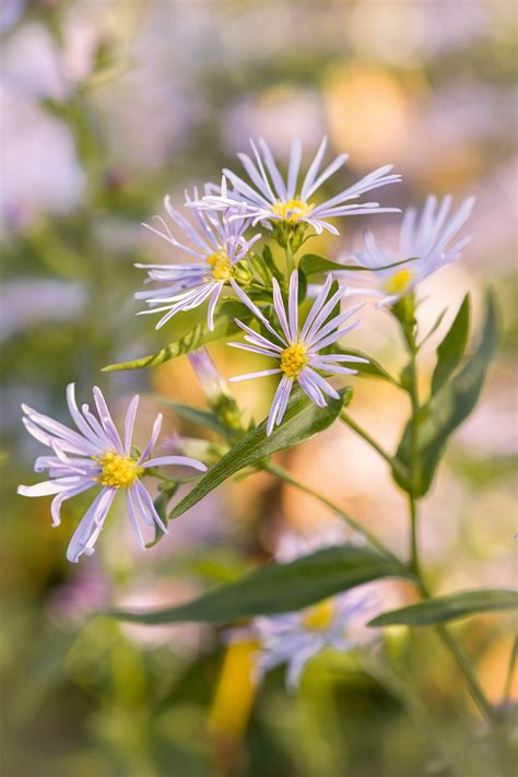 besten Astern Sorten für den Garten Schweizer Garten