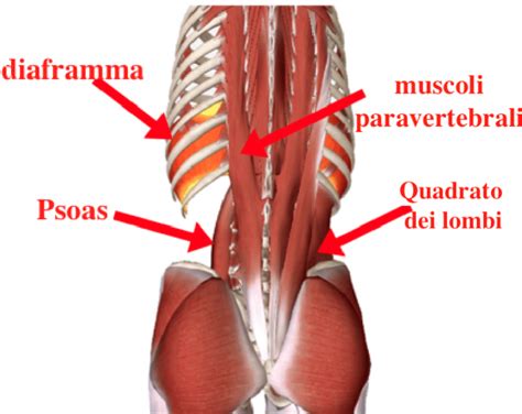 Il Sistema Muscolare I Muscoli Dei Lombi Quadrato Dei Lombi E Psoas