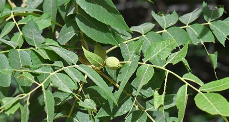 Different Types of Walnut Trees Varieties - EmbraceGardening