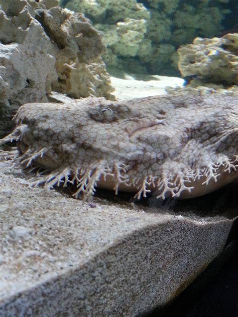 Spokesmama: Sharks & Rays at the Vancouver Aquarium