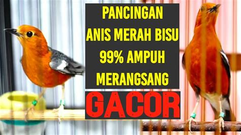 TERAPI ANIS MERAH SUARA NGECIS DAN NGEPLONG BIKIN ANIS MERAH BISU