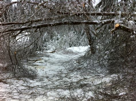 Disaster Area: Ice Storm Aftermath