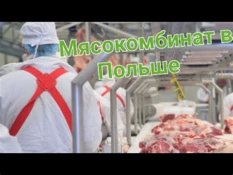 Робота в Польше|Мясокомбинат в Польше|Обвалка мяса - YouTube