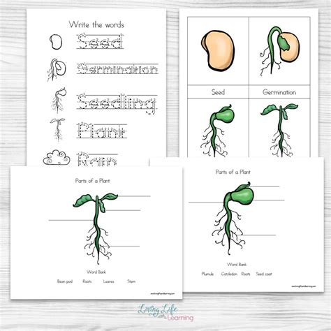 Life Cycle Of Plant Worksheet Kindergarten