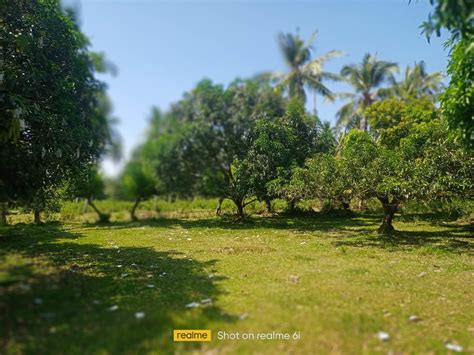 Mango Farm Lot For Sale Id Philx Pat Real Estate