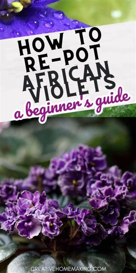 Repotting African Violets A Step By Step Guide In African