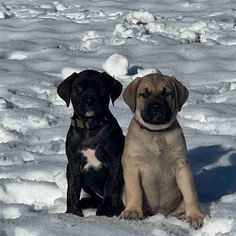 Mountain Mastiff Puppies | Dogs & Puppies for Rehoming | Vernon | Kijiji