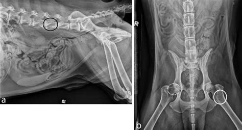 Multiple Myeloma In A 9 Year Old Labrador Radiology Perspective