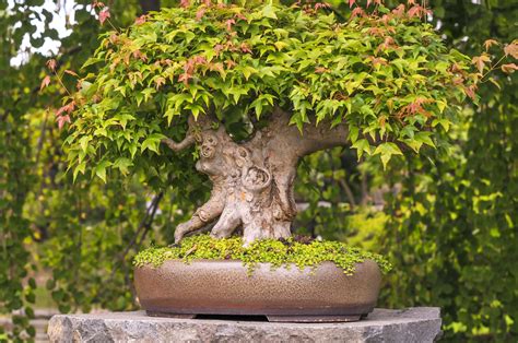 How to Grow and Care for Japanese Maple Bonsai