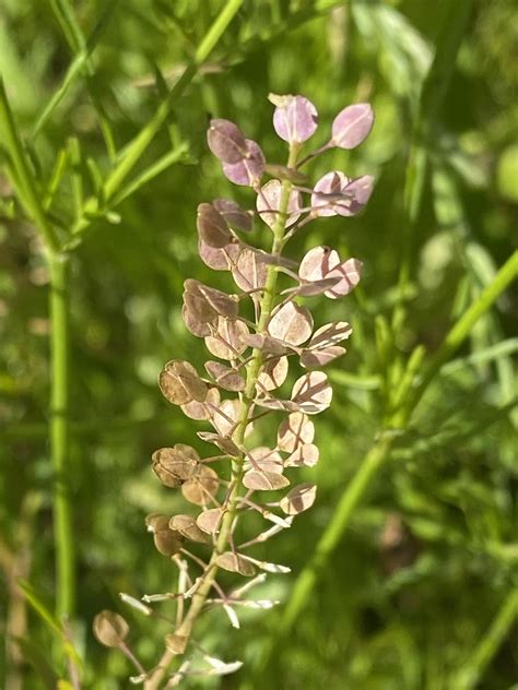 Pepperweed Peppergrass Pepperwort Virginia Pepperweed Flickr