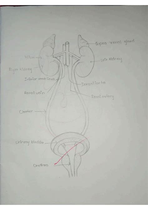 Solution Diagrams Of Excretory System Studypool