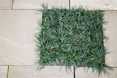 How To Grow And Care For Mondo Grass Gardeners Path