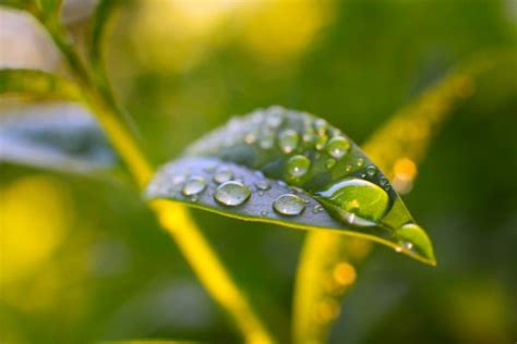 Wallpaper Sunlight Leaves Nature Grass Plants Water Drops