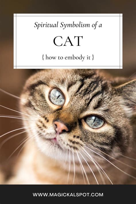 Spiritual Symbolism Of A Cat How To Embody It Cat Symbolism Animal