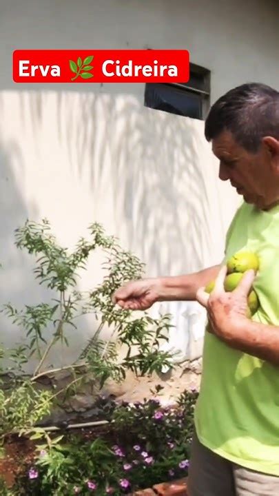 Erva Cidreira Abaixa A Pressão - ERVA CIDREIRA ME BAIXA A PRESSÃO NO CHÁ OU NO CHIMARRÃO/ QUEM GOSTA DE ...