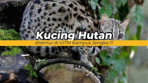 kucing batu Archives - Dennis G. Zill - senarai haiwan dilindungi ...