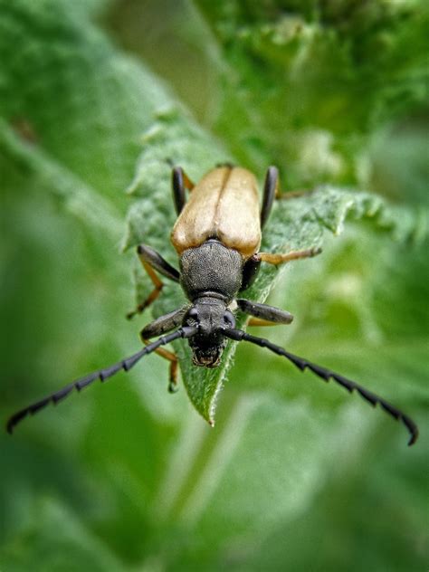 Escarabajo Insecto Naturaleza El Foto Gratis En Pixabay Pixabay