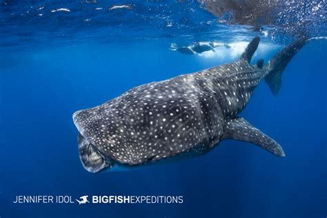 Whale Shark Snorkeling Tour Big Fish Expeditions