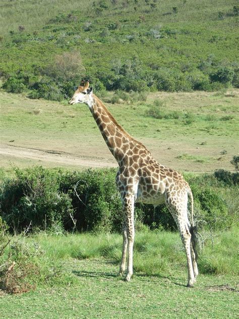 South Africa Giraffe Safari - Free photo on Pixabay - Pixabay