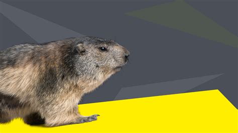 Groundhog Removal & Exclusion Services | Pest-End