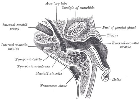 Mastoid Ear Cells