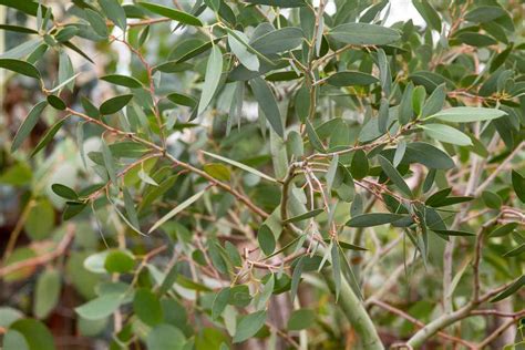 How To Grow A Eucalyptus Tree Bbc Gardeners World Magazine