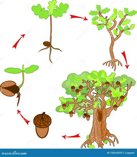 Oak Life Cycle Stock Vector Illustration Of Gardening 132516375