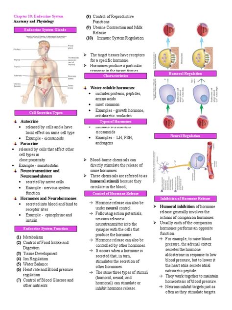 Chapter 10 Endocrine System | PDF | Hormone | Pancreas 