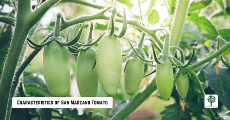 Tomato San Marzano Growing Care 2024The Garden Style