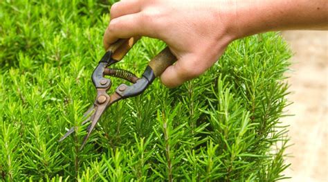 When and How to Prune Rosemary Plants