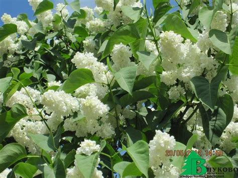 Сирень обыкновенная "Принцесса Клементина" (Syringa vulgaris Princesse ...