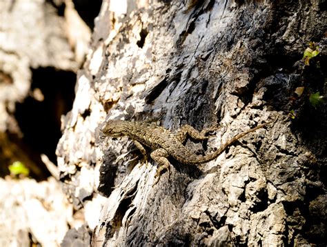 Lizard On Tree Trunk Free Stock Photo Public Domain Pictures