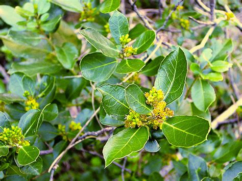 Rhamnus Alaternus