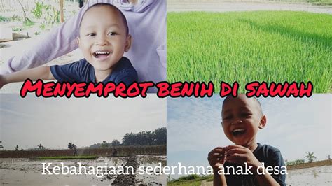 Ke Sawah Lagi Kali Ini Anakku Ikut Menyemprot Benih Padi