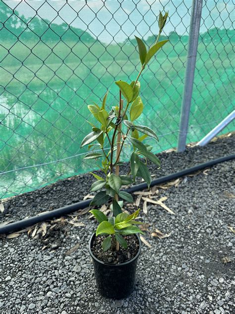 Chinese Star Jasmine Trachelospermum Jasminoides Horseshoe Bend Nursery