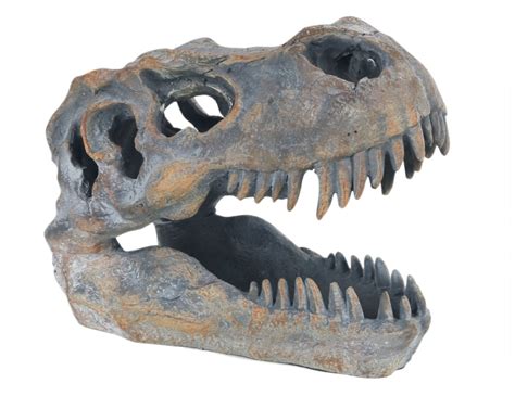 T-rex Skull 19.5cm