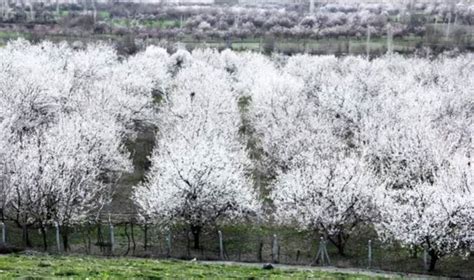 Malatya da kayısı ağaçları erken çiçek açtı çiftçiler endişeli Son