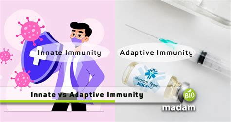 Difference between Innate and Adaptive Immunity - biomadam